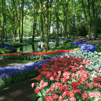 Blomstertur til Holland | 2.-6. april 2024